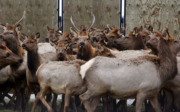 Elk Brucellosis Study